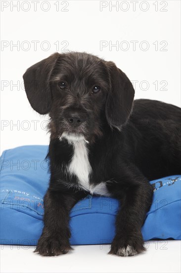 Mixed-breed dog