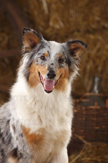 Australian Shepherd
