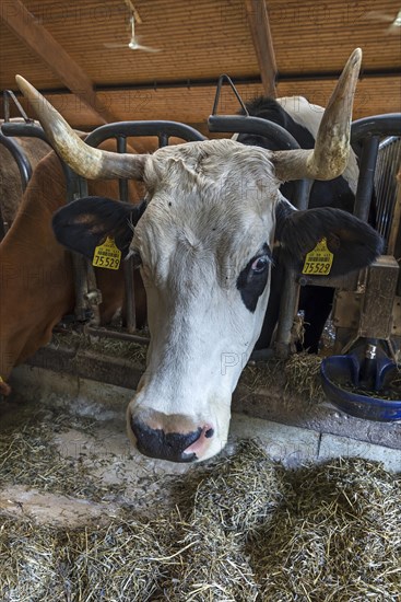 Holsteiner Dairy Cow looks through feeding rail