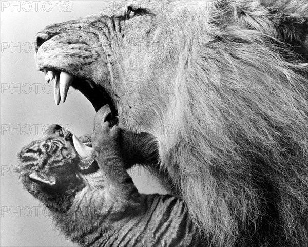 Lion and Young