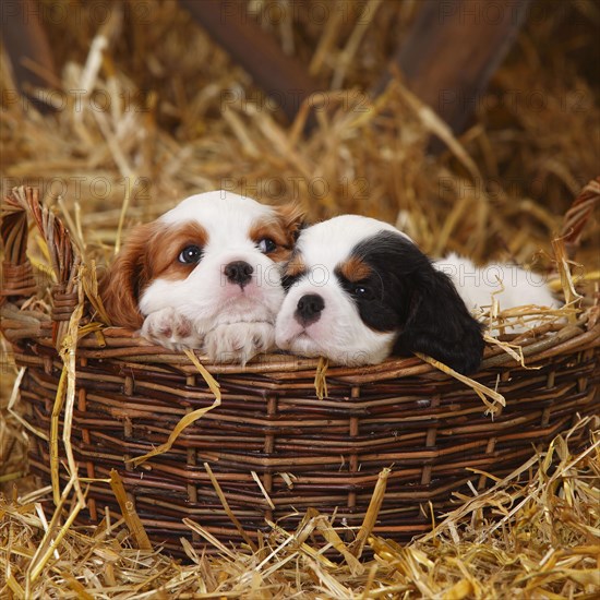 Cavalier King Charles Spaniel