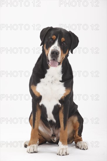 Large Swiss Mountain Dog