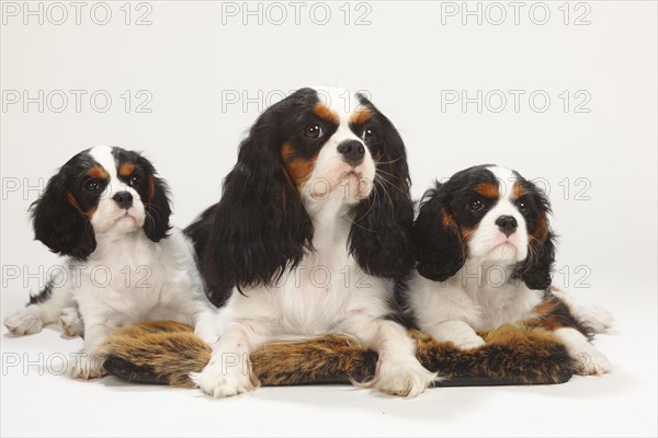 Cavalier King Charles Spaniel