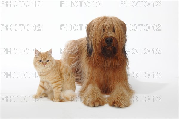 Briard or Berger de Brie