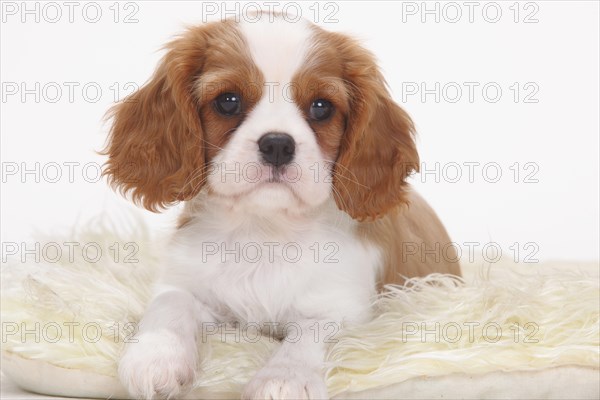 Cavalier King Charles Spaniel