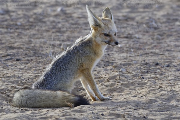 Cape fox (Vulpes chama)