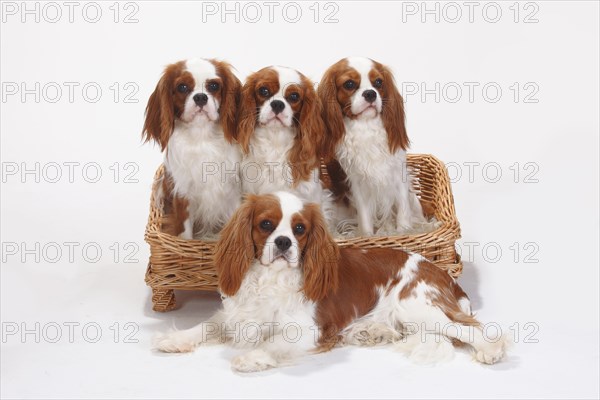 Cavalier King Charles Spaniel