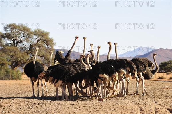 South African ostriches (Struthio camelus australis) in an ostrich farm feeding