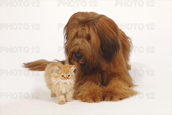 Briard