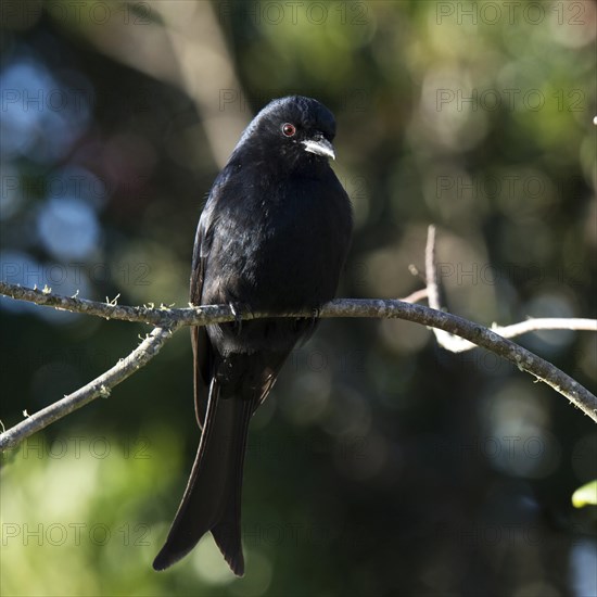 Fork-tailed drongo (Dicrurus adsimilis)