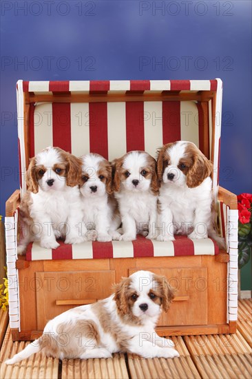 Cavalier King Charles Spaniel
