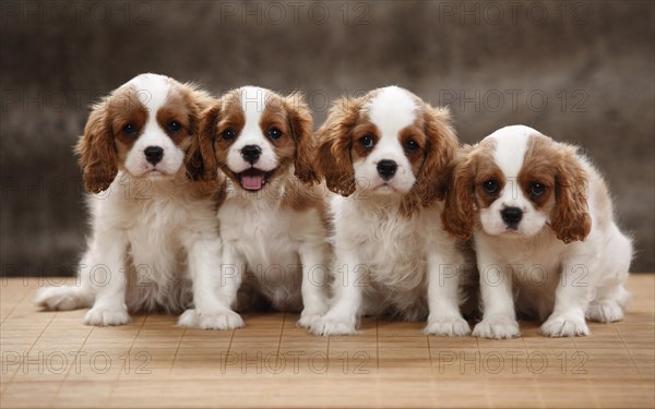 Cavalier King Charles Spaniel