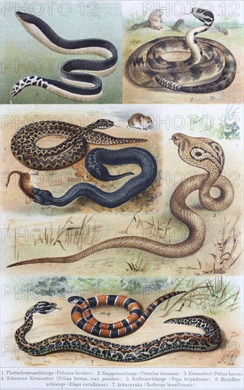 Historical image of various of poisonous snakes