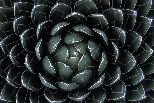 Houseleek (Sempervivum)