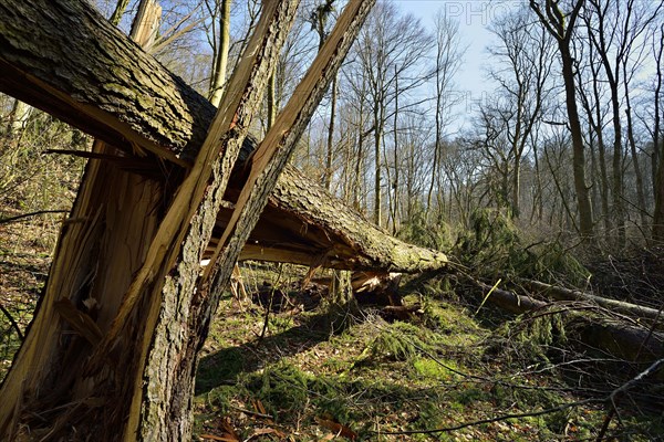 Broken spruce (ficus)