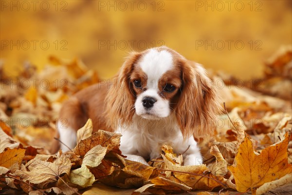 Cavalier King Charles Spaniel