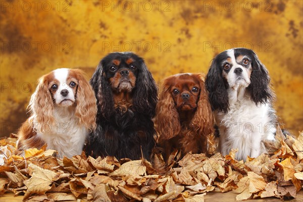 Cavalier King Charles Spaniel