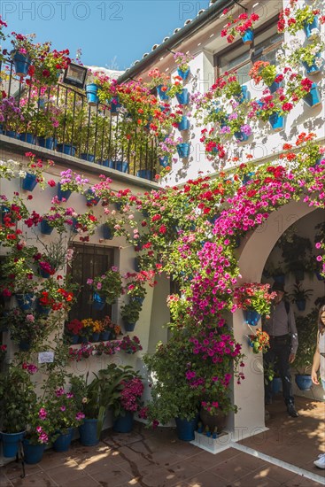 Many red geraniums in blue flowerpots in the courtyard on a house wall