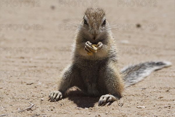 Cape ground squirrel (Xerus inauris)
