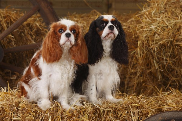 Cavalier King Charles Spaniel