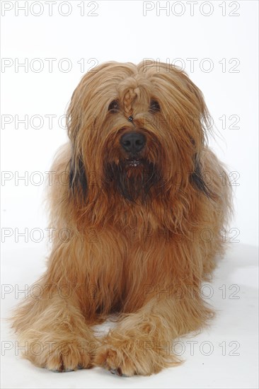 Briard