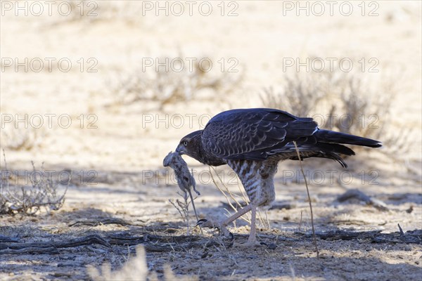 Pale chanting goshawk (Melierax canorus)