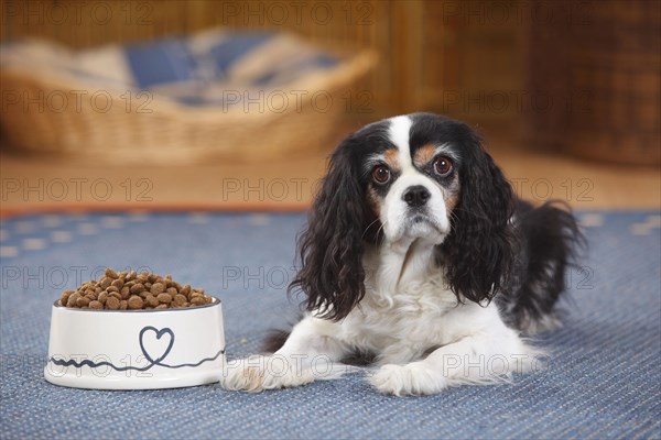Cavalier King Charles Spaniel