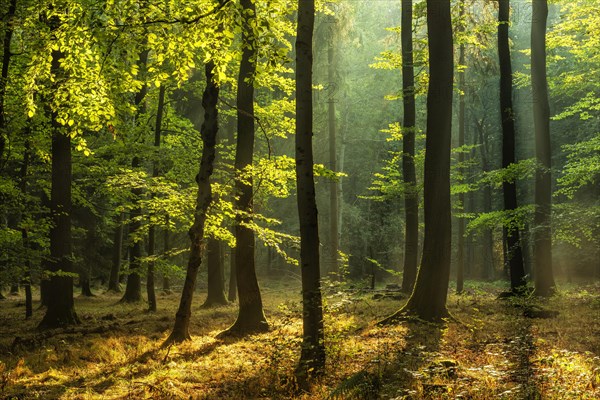 Natural deciduous forest of oak and beech trees on the Finne mountain range