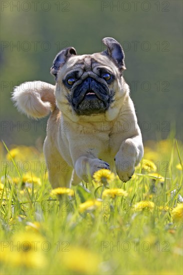 Pug runs in a dandelion meadow