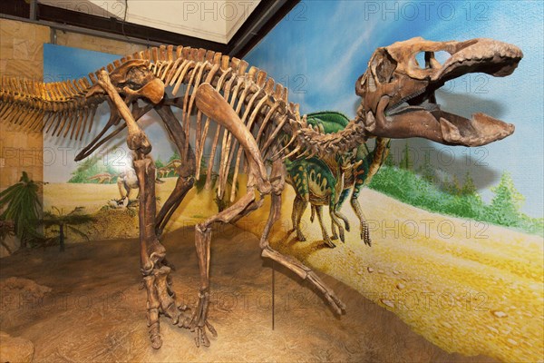 Skeleton of a Dinosaur