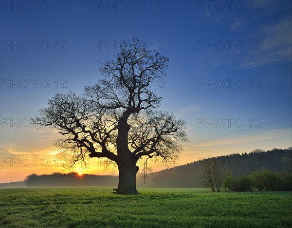Old solitary Oak (Quercus) in green field
