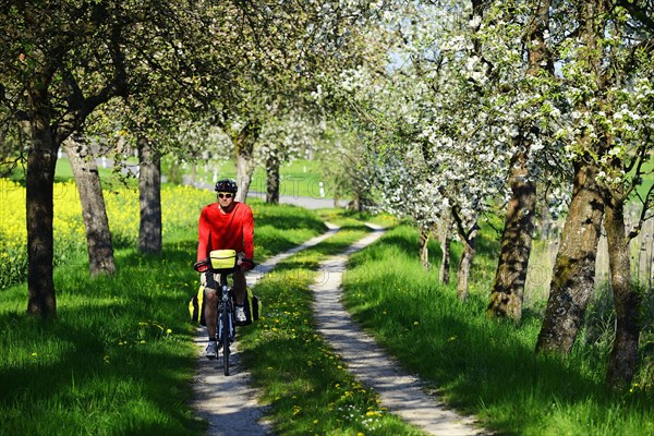 Cyclist on dirt road with blossoming cherry trees