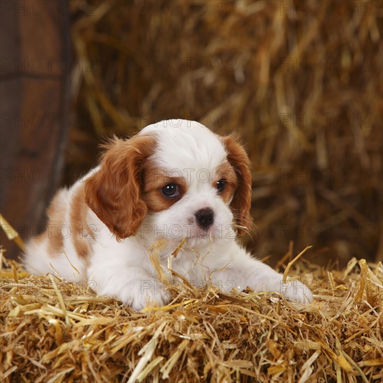Cavalier King Charles Spaniel