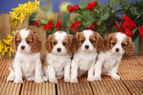 Cavalier King Charles Spaniel