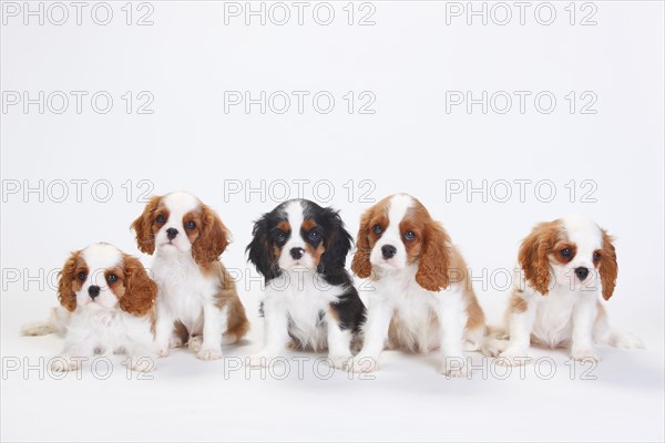 Cavalier King Charles Spaniel