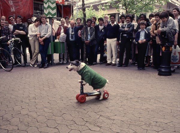 Jack Russell Terrier drives a scooter