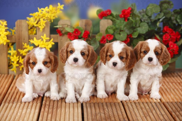 Cavalier King Charles Spaniel