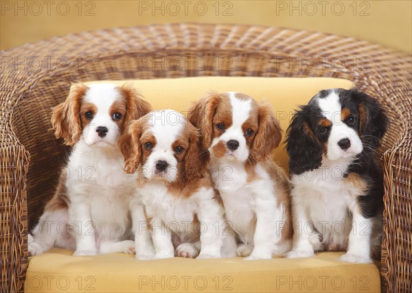 Cavalier King Charles Spaniel