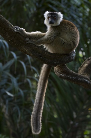 A lemur (hybrid of Ceronenmaki and Black Lemur