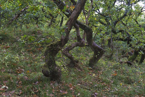 Crooked Oaks (Quercus)