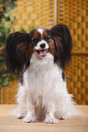 Papillon