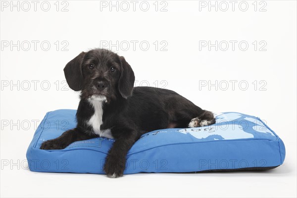 Mixed-breed dog