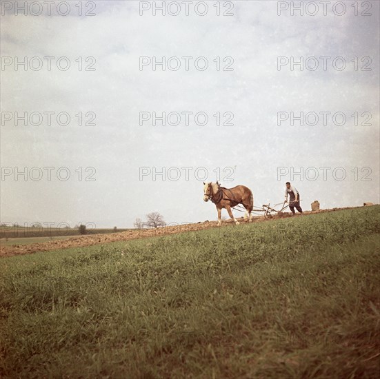 Man ploughs field with strained horse