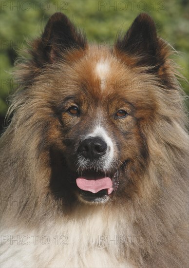 Great Elo male 5 years