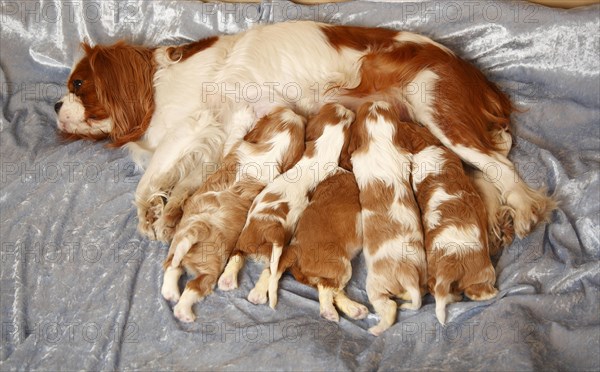 Cavalier King Charles Spaniel