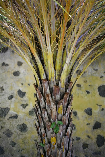 Tree trunk of a palm tree in front of a yellow black wall