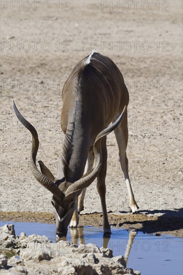 Greater kudu (Tragelaphus strepsiceros)