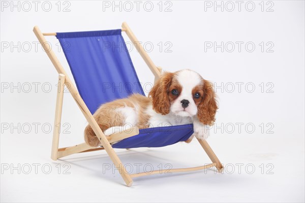 Cavalier King Charles Spaniel