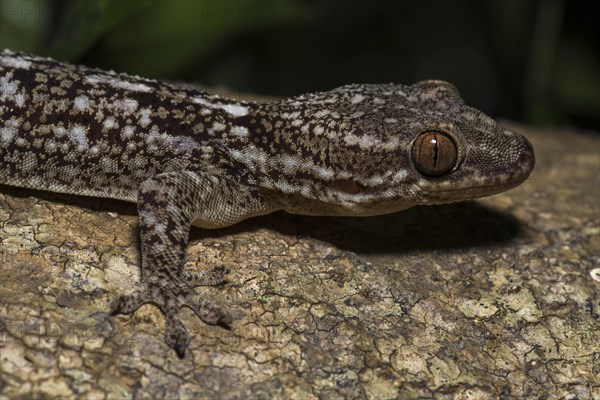 Blaesodactylus ambonihazo