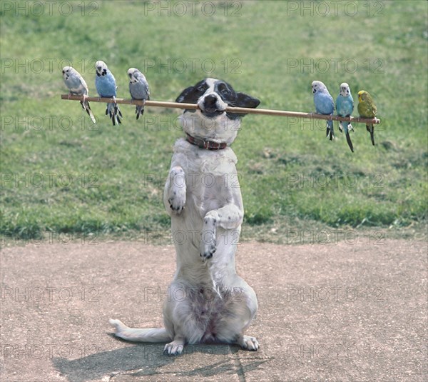 Dog balances 6 budgies